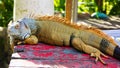 Colorful iguana on the table in the park in Sentosa island Royalty Free Stock Photo