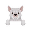Adorable french bulldog peeking out from border. Home pet. Domestic dog. Flat vector element for banner or poster of vet