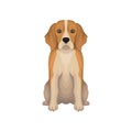 Colorful illustration of Beagle. Small breed of hunting dog with long ears, short hair and cute muzzle. Detailed flat