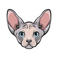 Colorful illustration of a cat s face. White Sphynx hairless cat.