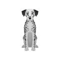 Adorable dalmatian dog with blue eyes and black round spots on body. Detailed flat vector design for promo poster flyer