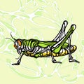 Colorful illustration of grasshopper 1 Royalty Free Stock Photo