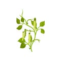 Flat vector icon of haricot bean with green pods and leaves. Leguminous plant. Agricultural crop. Organic product