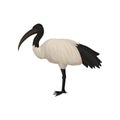 Detailed flat vector icon of ibis. Sacred bird of Egypt. Wild feathered animal with long legs and narrow beak. Tropical
