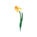 Vector icon of blooming narcissus with yellow petals and orange cup in center. Beautiful spring flower. Nature theme Royalty Free Stock Photo