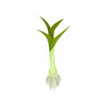 Ripe leek with roots and green leaves. Natural product. Flat vector element for book about growing vegetables Royalty Free Stock Photo