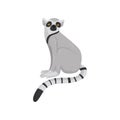 Flat vector icon of sitting lemur. Primate with gray fur, striped long tail and orange eyes. Cartoon character of wild