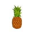 Whole pineapple with tuft of green stiff leaves. Tasty tropical fruit. Detailed flat vector element for poster or