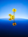 Colorful image of the back of three yellow mustard flower