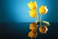 Colorful image of the back of three yellow tulips