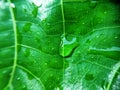 Colorful image of water drop on leaf. Macro photograph. Close up to object of leaf& x27;s veins.
