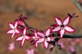 Colorful Impala Lily flowers