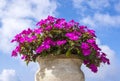 Colorful Impatiens in a Clay Pot 2