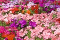 Colorful Impatiens Flowers Royalty Free Stock Photo