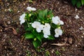 Colorful impatiens walleriana flower