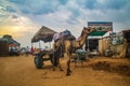 Camel Festival pushkar rajasthan india