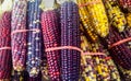 Colorful Indian Corn Royalty Free Stock Photo