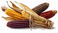 Colorful Indian Corn Cobs Harvest Still Life in Warm Light Royalty Free Stock Photo