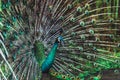 Colorful indian male peacock and its colorful tail Royalty Free Stock Photo