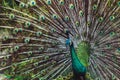 Colorful indian male peacock and its colorful tail Royalty Free Stock Photo