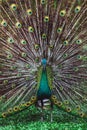 Colorful indian male peacock and its colorful tail Royalty Free Stock Photo