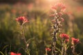 Colorful Indian Paintbrush flowers at sunset Royalty Free Stock Photo