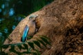 Colorful Indian Roller perching in front of nest hole Royalty Free Stock Photo