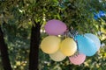 Colorful inflatable balloons, hanging on a tree branch