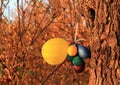 Colorful inflated balls on tree