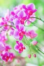 Colorful inflorescence of purple orchids blooming in garden background,natural flower huge group hanging on tree Royalty Free Stock Photo
