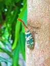 Colorful insect Cicada or Lanternflies insect on tree in nature can be found of the evergreen forest and