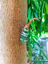 Colorful insect Cicada or Lanternflies Pyrops candelaria insect on tree in nature can be found of the evergreen garde