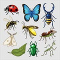 Colorful insect collection Royalty Free Stock Photo