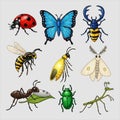 Colorful insect collection Royalty Free Stock Photo