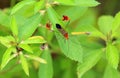 Colorful insect with geometric wings