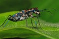 Colorful insect in the park