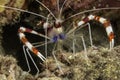 Colorful insect posing on Maldive islands. Scuba diving