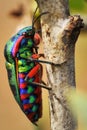 Colorful insect