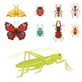 Colorful insects icons isolated wildlife wing detail summer bugs wild vector illustration