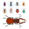 Colorful insects icons wildlife wing detail summer bugs wild vector illustration
