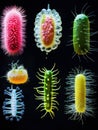 Sequence illustrating the evolution of diverse bacteria displaying various shapes and colors over time. Generative AI