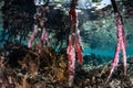 Colorful Invertebrates on Mangrove Roots