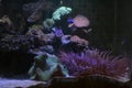 Colorful invertibrate marine life in aquarium tank