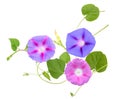 A colorful ipomoea morning glory with vines and leaves isolated white background