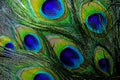 Colorful and Iridescent Peacock Feathers