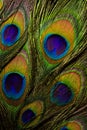 Colorful and Iridescent Peacock Feathers