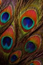 Colorful and Iridescent Peacock Feathers