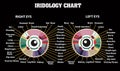 Discover Your Body\'s Hidden Needs with Our Stunning Colorful Vector Iridology Chart!