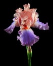 Colorful iris flower in dew drops isolated Royalty Free Stock Photo