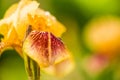 Colorful Iris flower Royalty Free Stock Photo